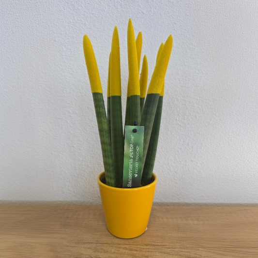 Sansevieria Cylindrica Snake Plant Yellow Velvet Touch - Height 20-40cm