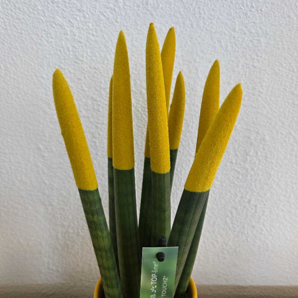 Sansevieria Cylindrica Snake Plant Yellow Velvet Touch - Height 20-40cm