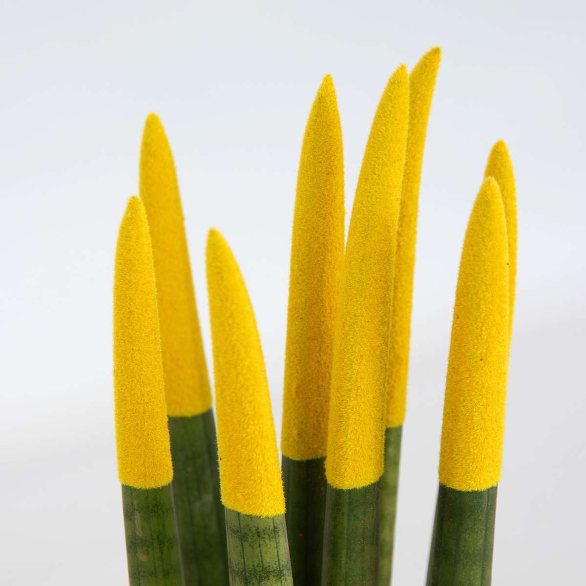 Sansevieria Cylindrica Snake Plant Yellow Velvet Touch - Height 20-40cm