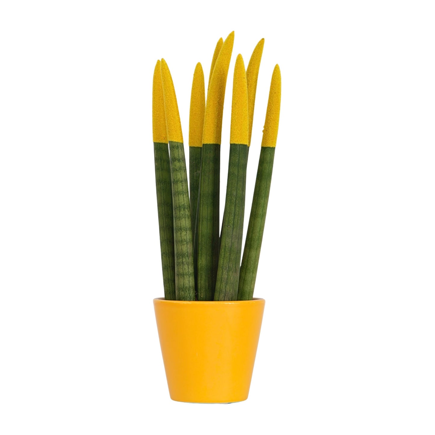 Sansevieria Cylindrica Snake Plant Yellow Velvet Touch - Height 20-40cm