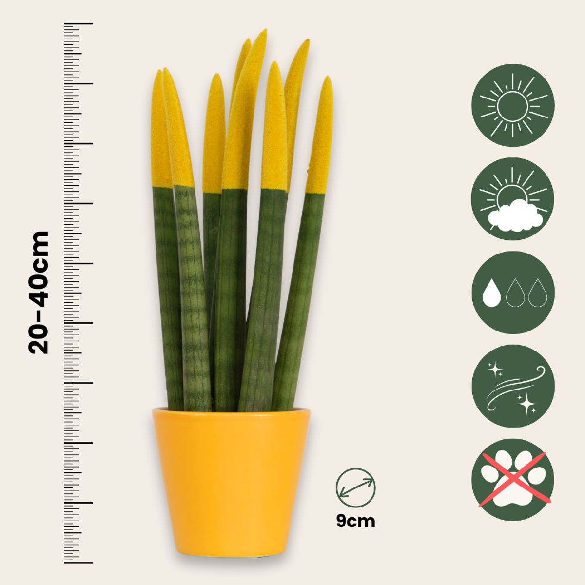 Sansevieria Cylindrica Snake Plant Yellow Velvet Touch - Height 20-40cm