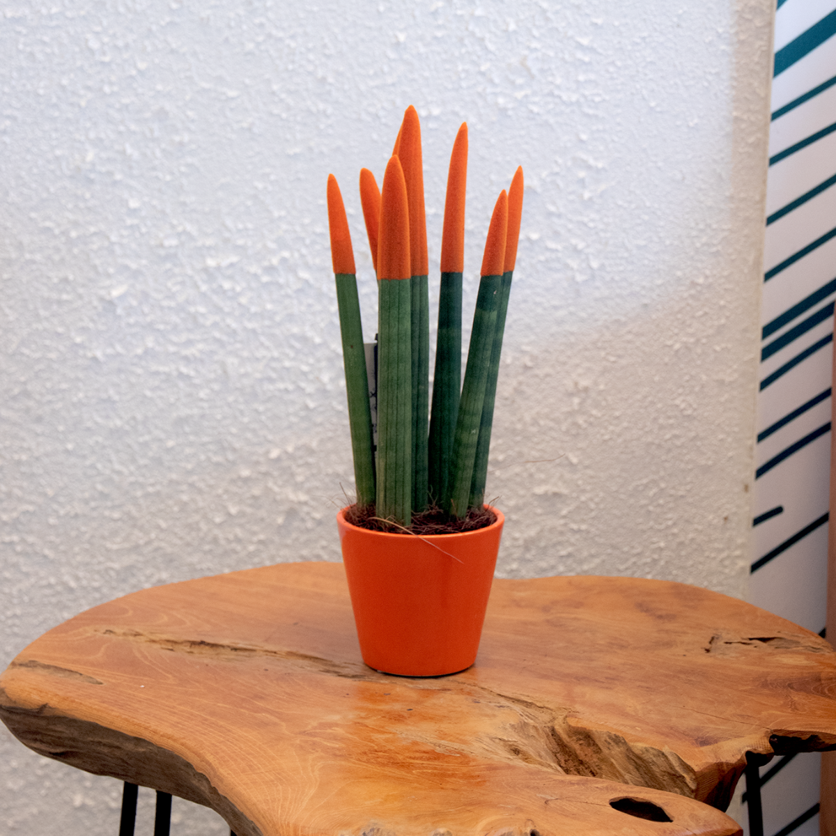 Sansevieria Cylindrica Snake Plant Orange Velvet Touch - Height 20-40cm