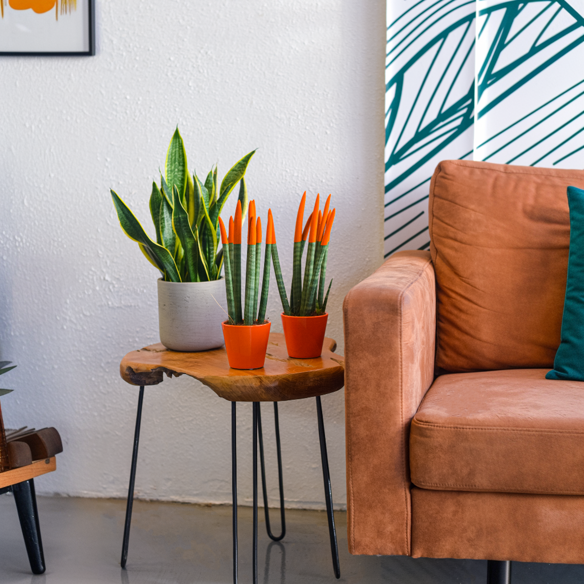 Sansevieria Cylindrica Snake Plant Orange Velvet Touch - Height 20-40cm