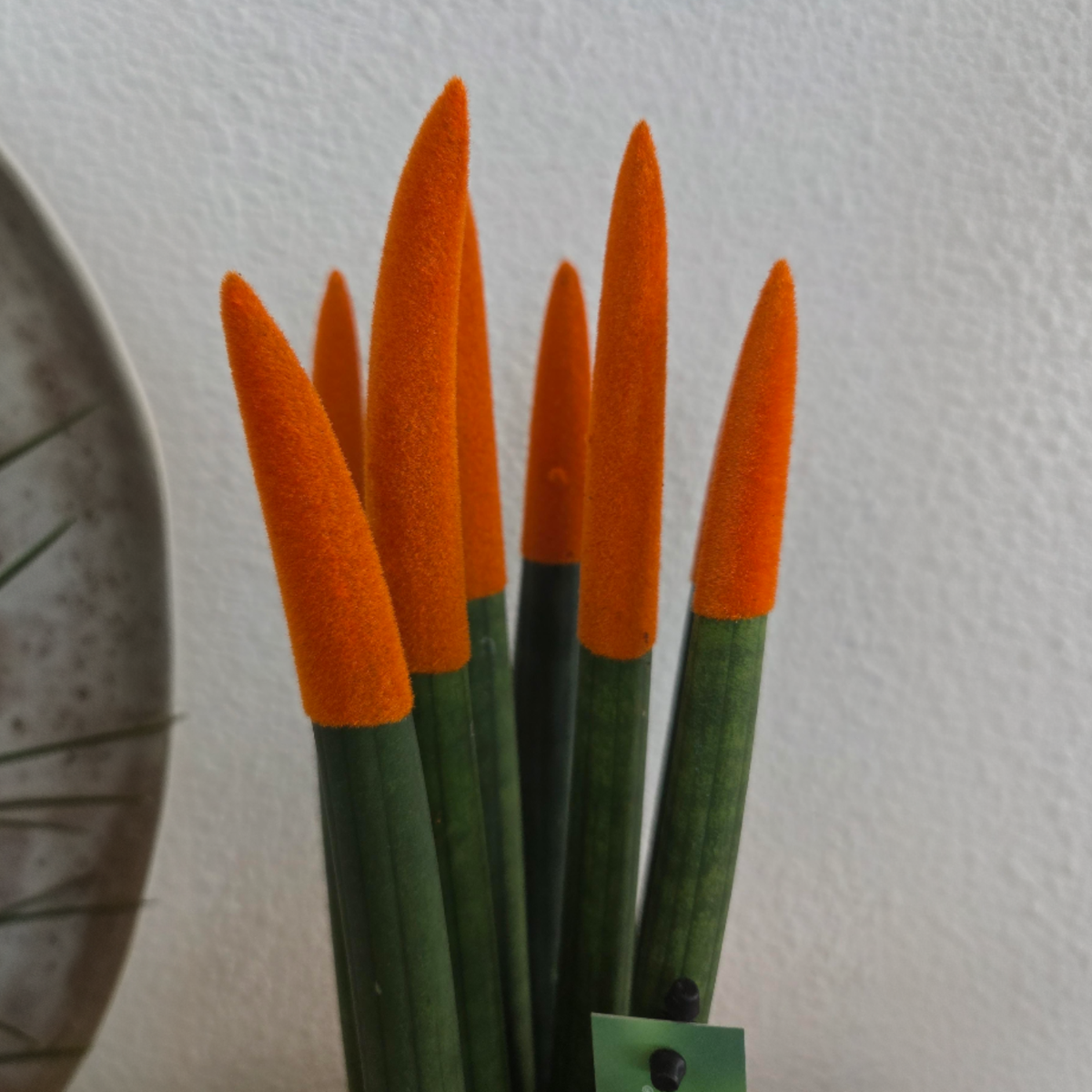 Sansevieria Cylindrica Snake Plant Orange Velvet Touch - Height 20-40cm