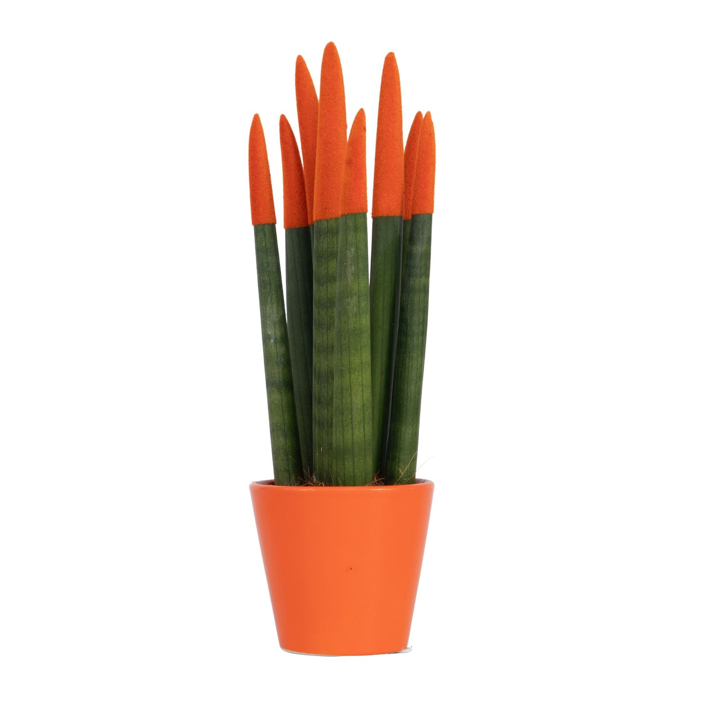 Sansevieria Cylindrica Snake Plant Orange Velvet Touch - Height 20-40cm