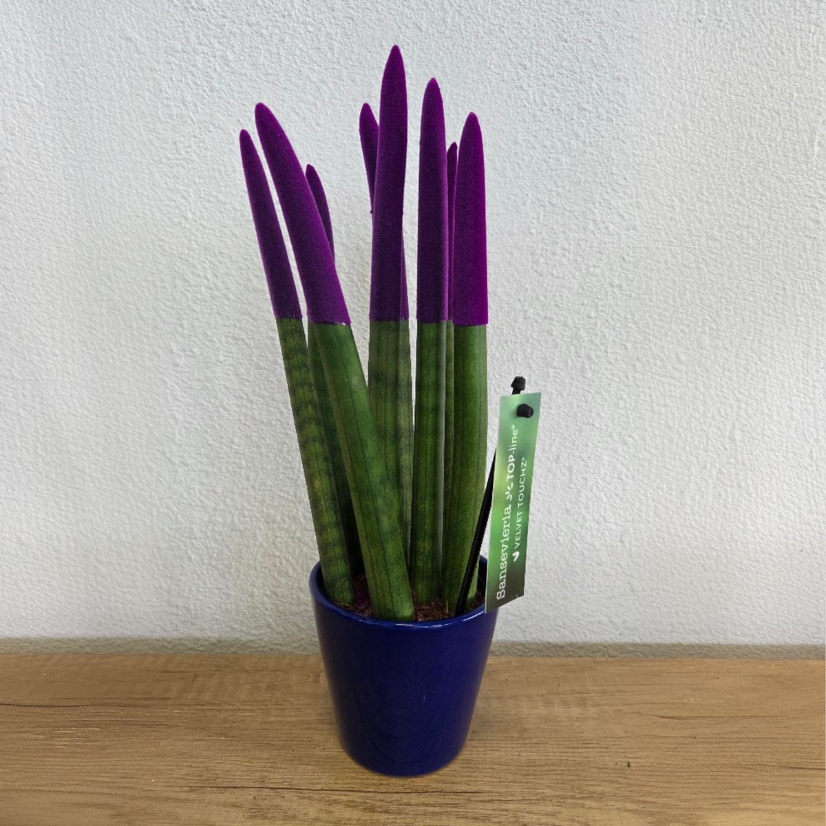 Sansevieria Cylindrica Snake Plant Purple Velvet Touch - Height 20-40cm