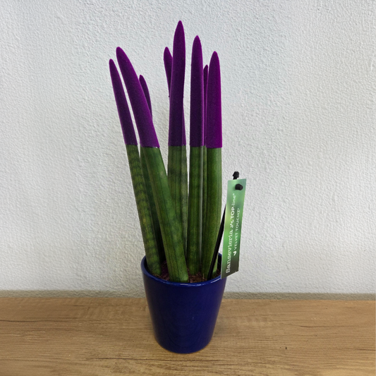 Sansevieria Cylindrica Snake Plant Purple Velvet Touch - Height 20-40cm