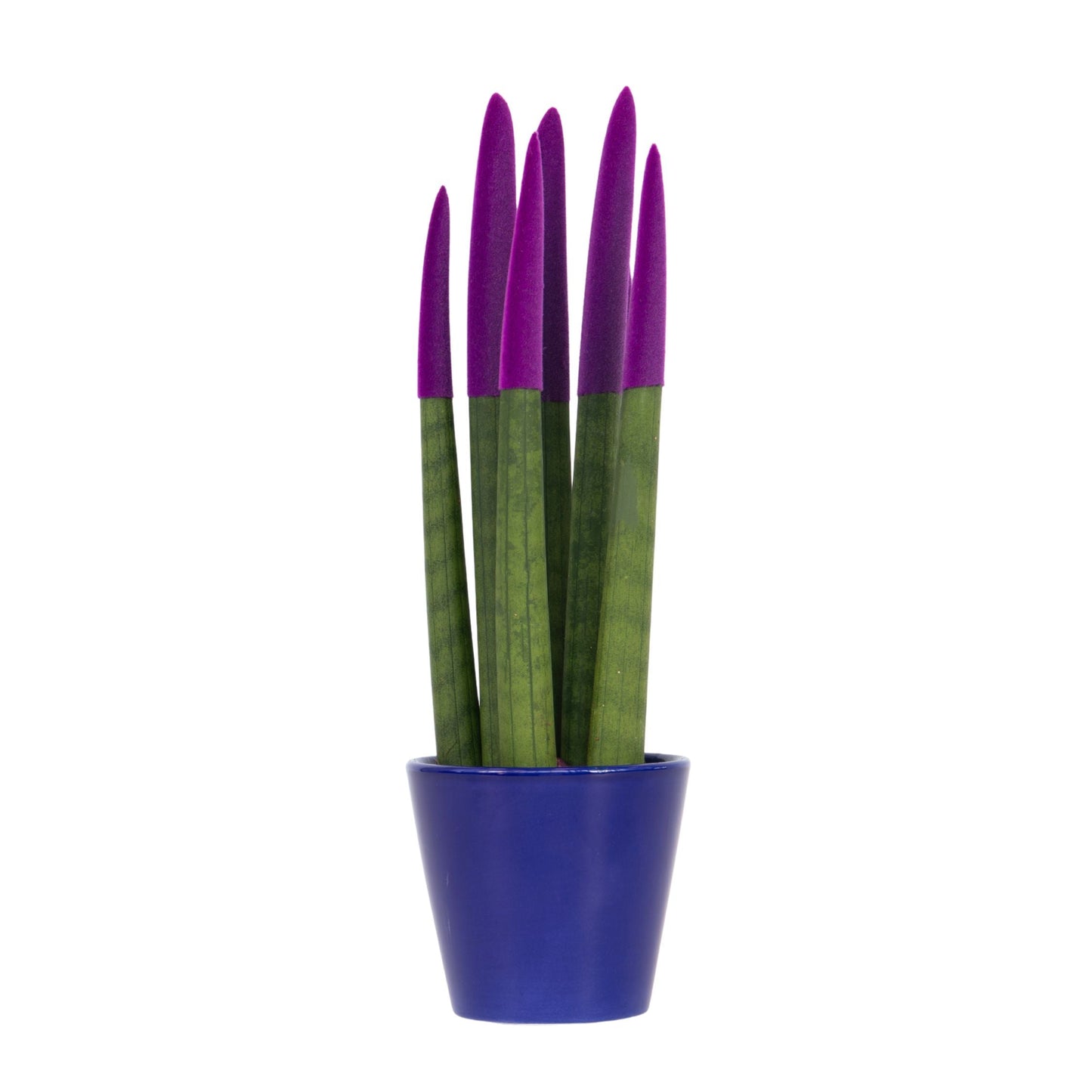 Sansevieria Cylindrica Snake Plant Purple Velvet Touch - Height 20-40cm