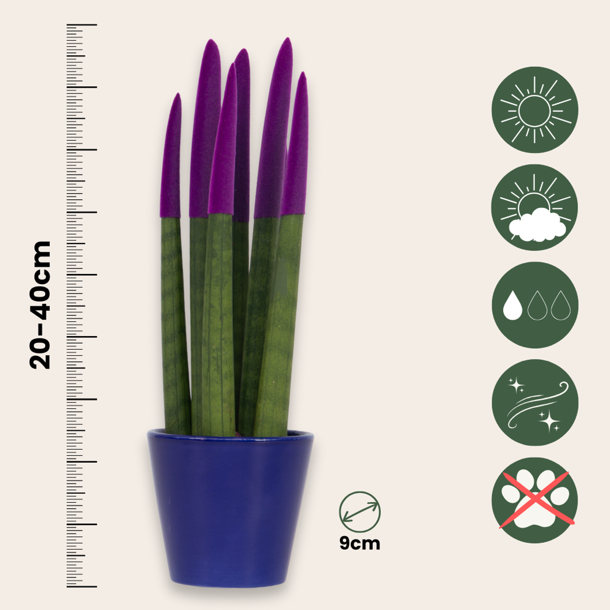 Sansevieria Cylindrica Snake Plant Purple Velvet Touch - Height 20-40cm