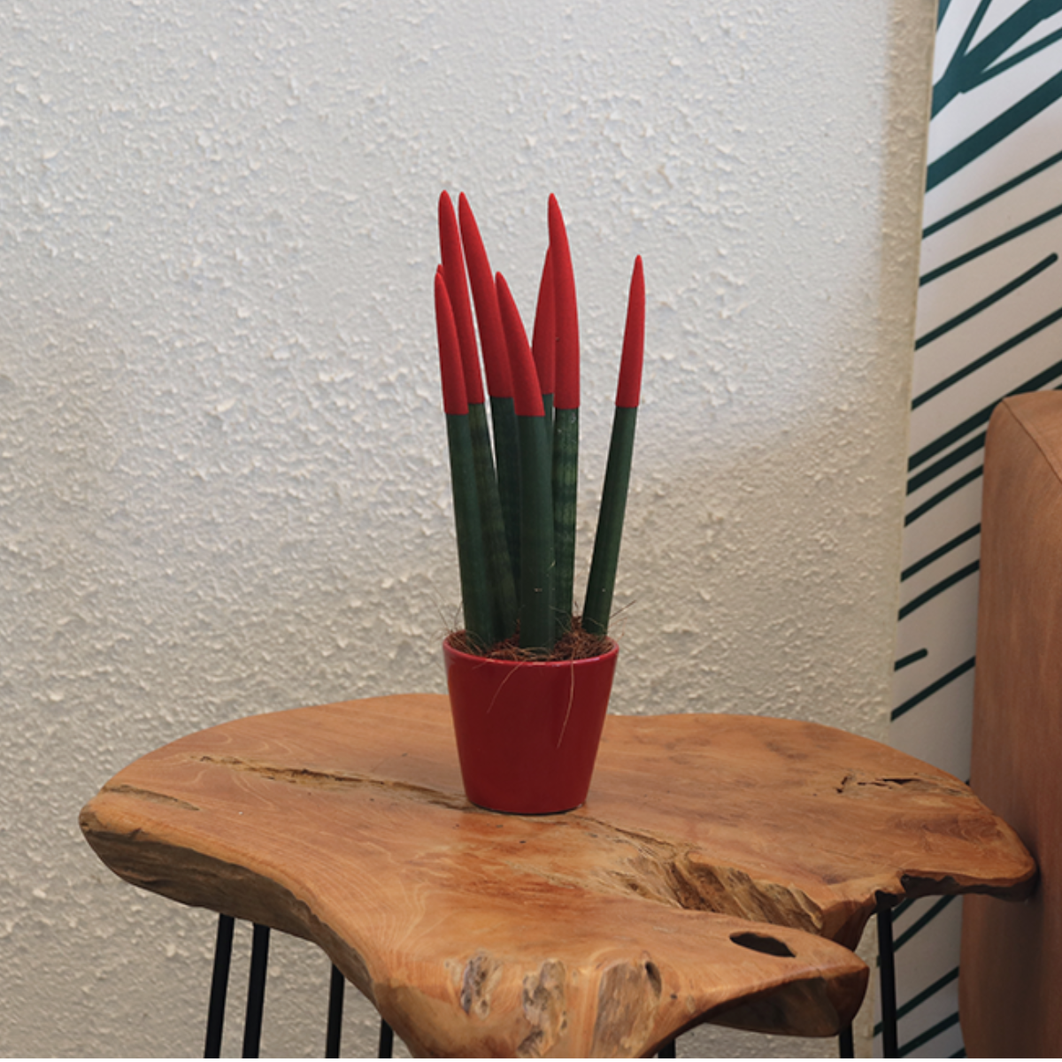 Sansevieria Cylindrica Snake Plant Red Velvet Touch - Height 20-40cm