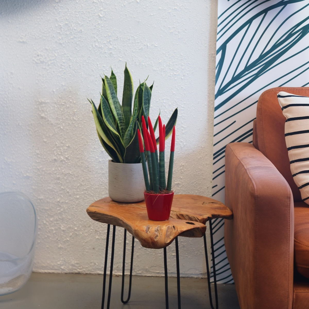 Sansevieria Cylindrica Snake Plant Red Velvet Touch - Height 20-40cm