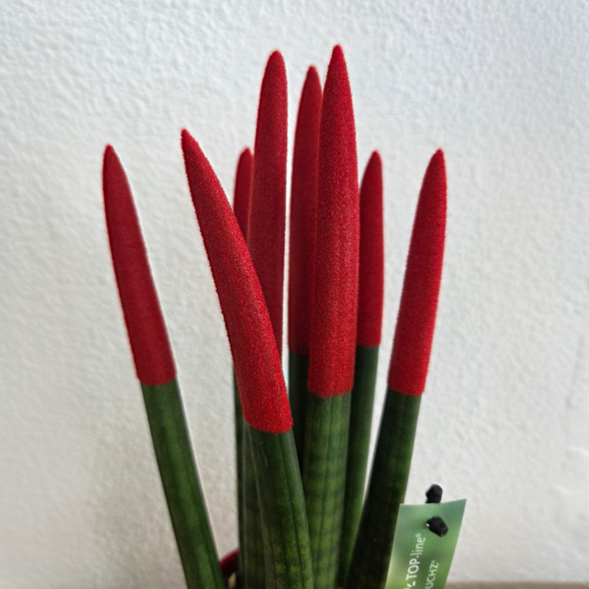 Sansevieria Cylindrica Snake Plant Red Velvet Touch - Height 20-40cm