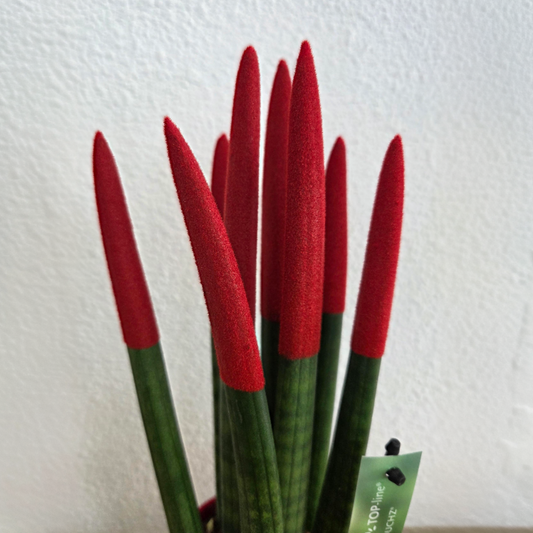 Sansevieria Cylindrica Snake Plant Red Velvet Touch - Height 20-40cm