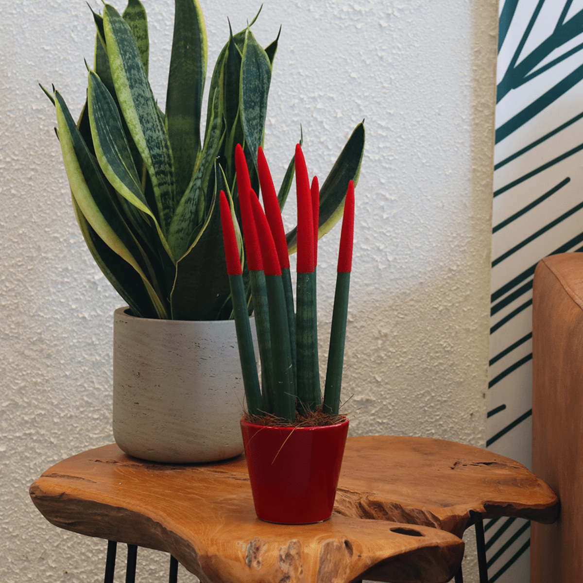 sansevieria velvet touch uk Sansevieria Cylindrica Snake Plant Red Velvet Touch
