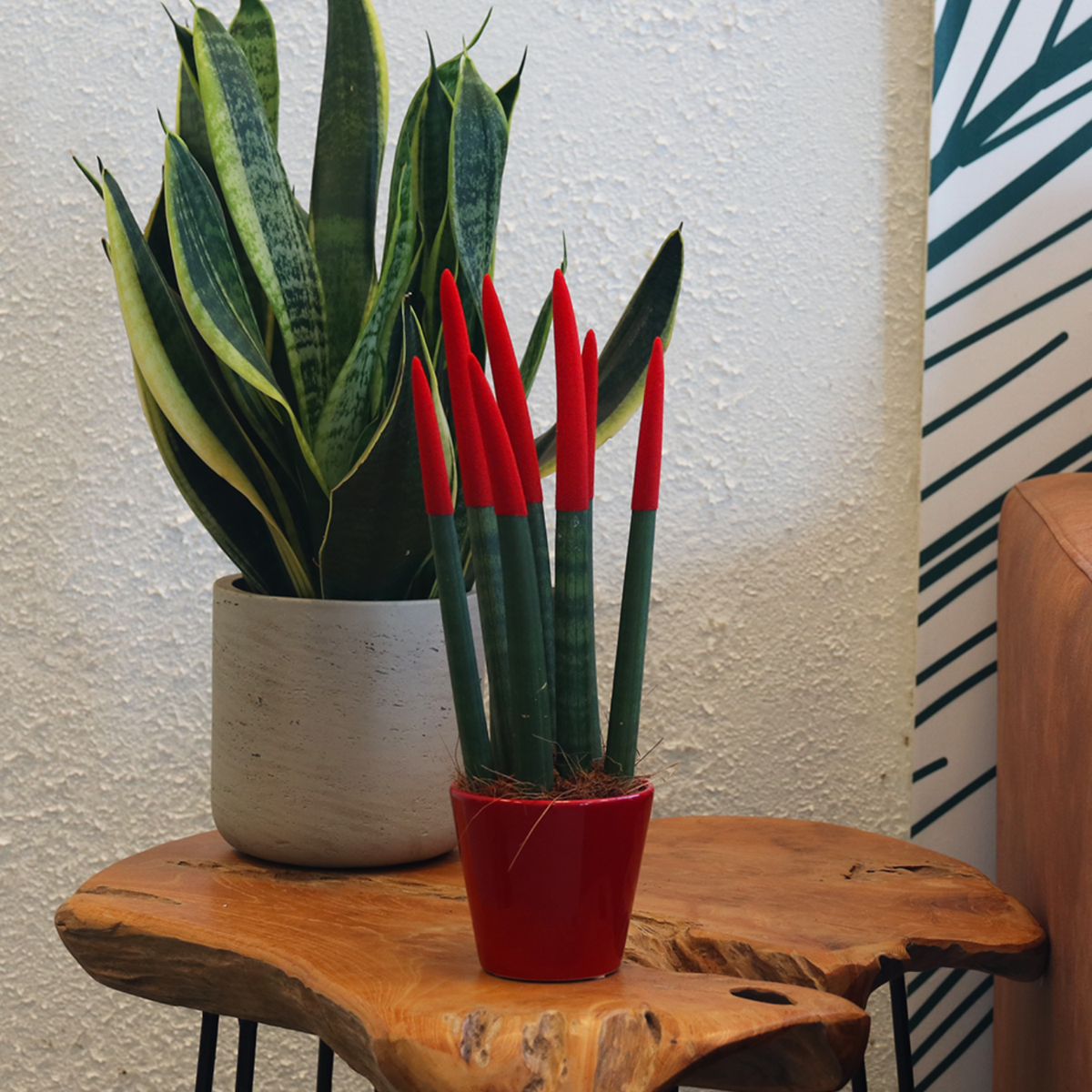 Sansevieria Cylindrica Snake Plant Red Velvet Touch - Height 20-40cm