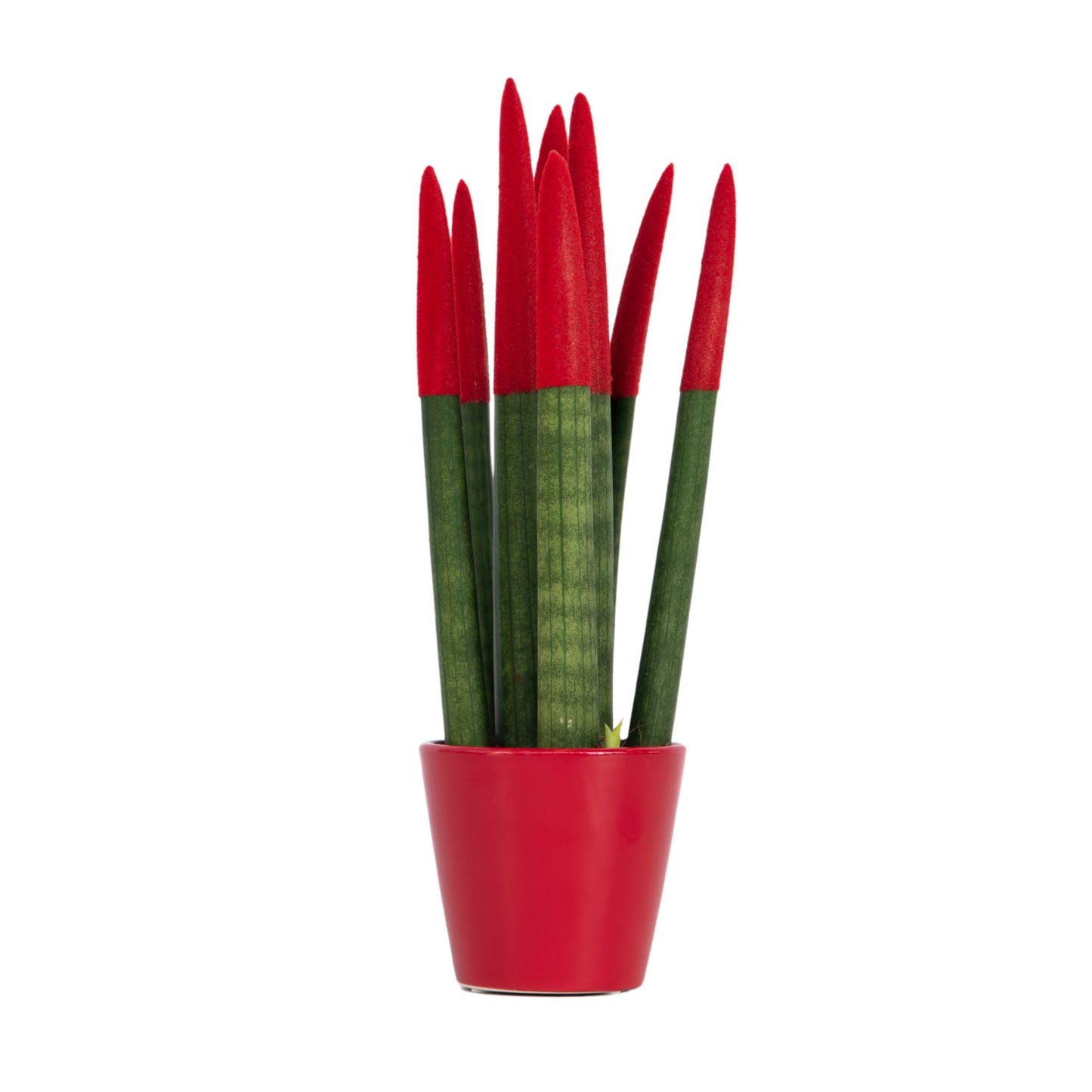 Sansevieria Cylindrica Snake Plant Red Velvet Touch - Height 20-40cm