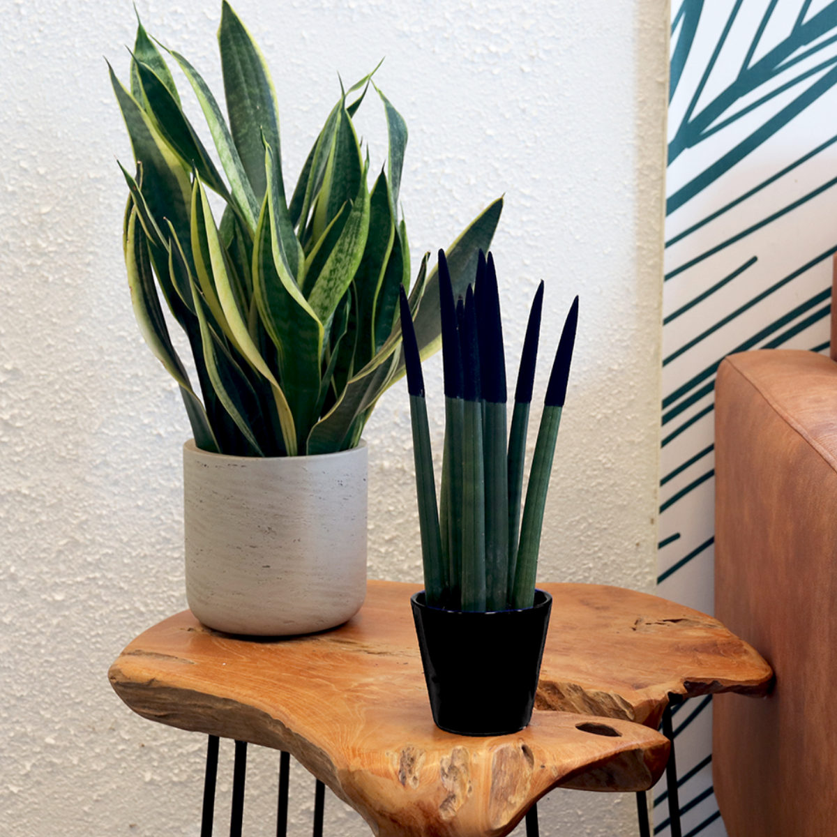 Sansevieria Cylindrica Snake Plant Black Velvet Touch - Height 20-40cm