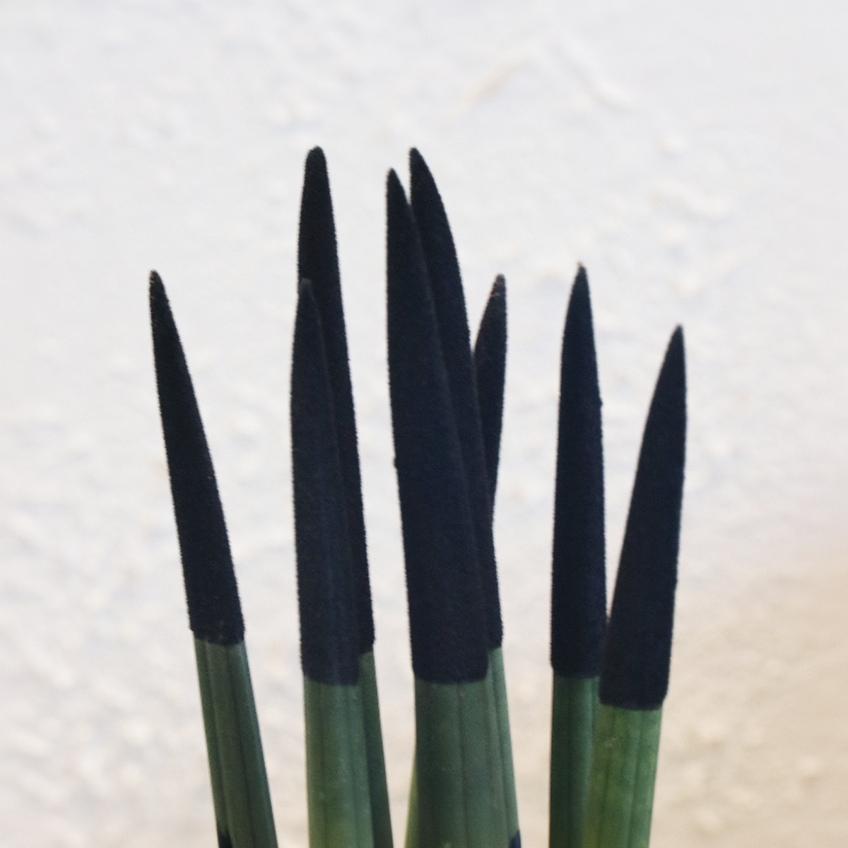 Sansevieria Cylindrica Snake Plant Black Velvet Touch - Height 20-40cm