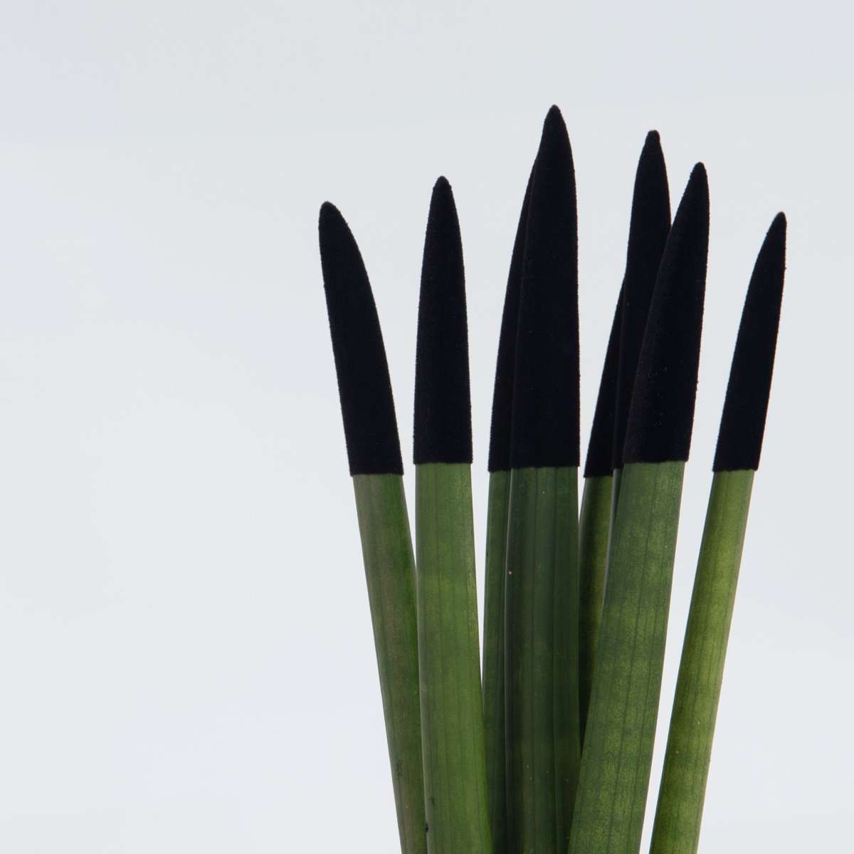 Sansevieria Cylindrica Snake Plant Black Velvet Touch - Height 20-40cm