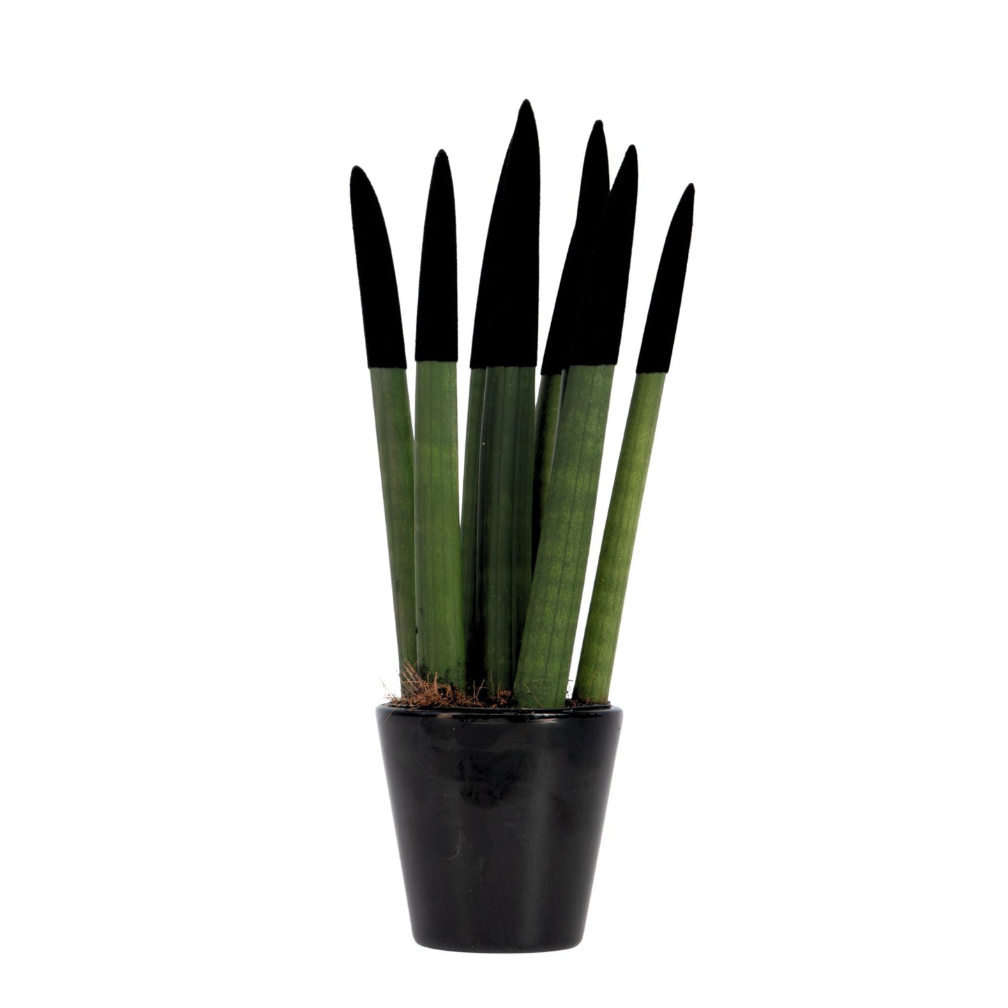 Sansevieria Cylindrica Snake Plant Black Velvet Touch - Height 20-40cm