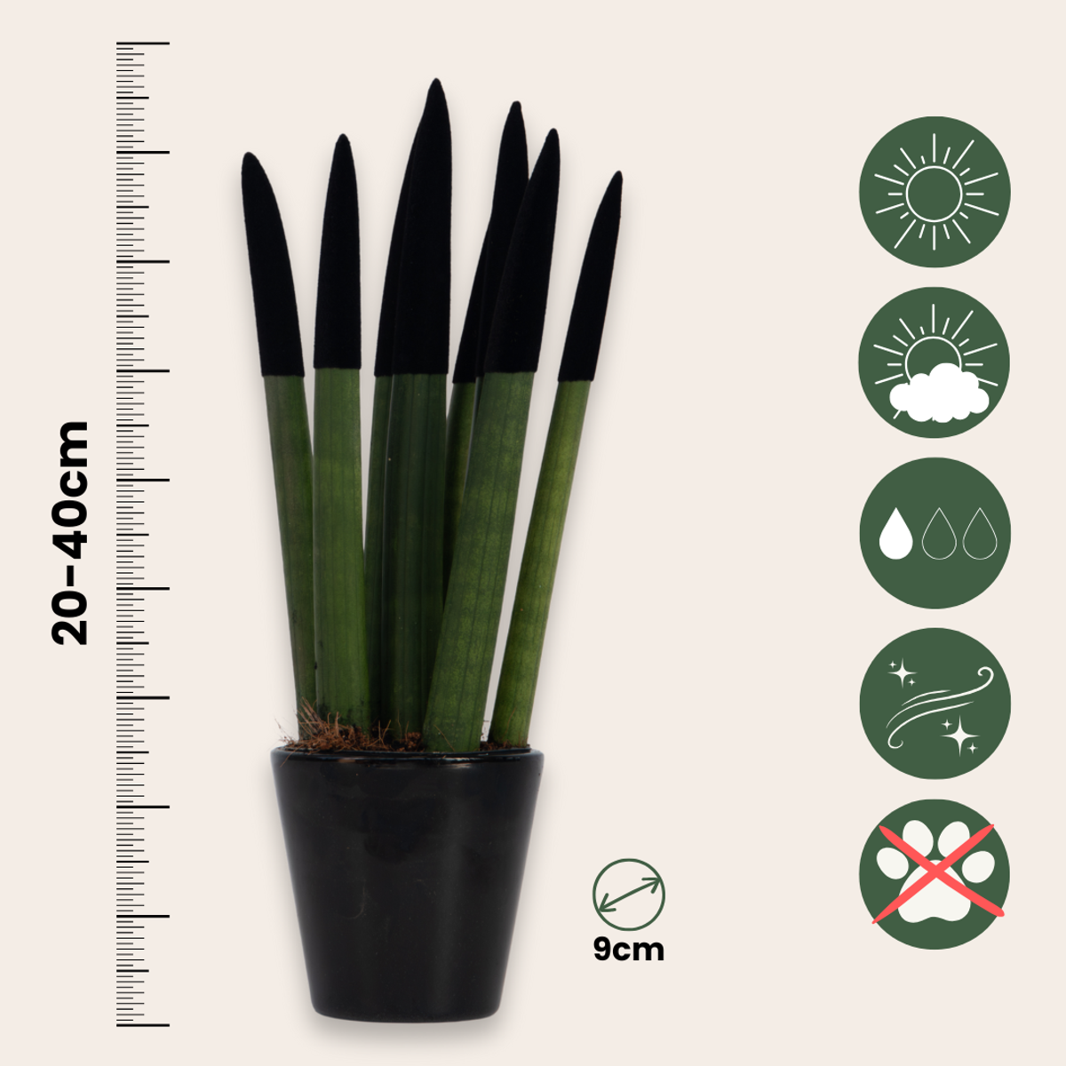 Sansevieria Cylindrica Snake Plant Black Velvet Touch - Height 20-40cm