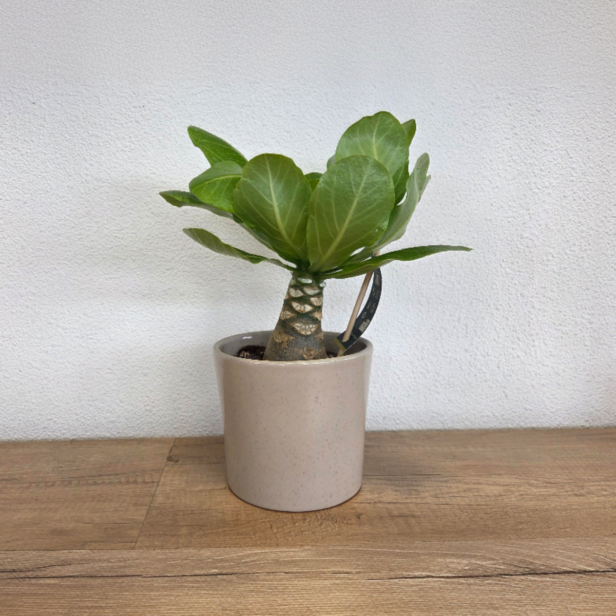Brighamia Insignis Hawaiian Palm - Height 25-35cm