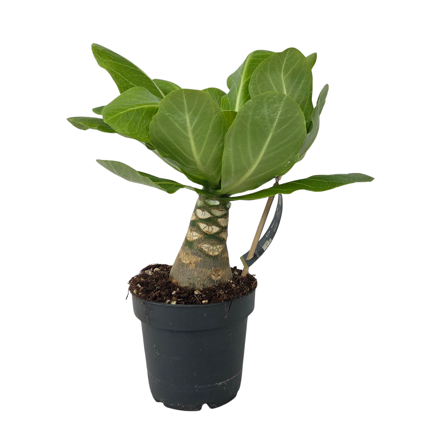 Brighamia Insignis Hawaiian Palm - Height 25-35cm