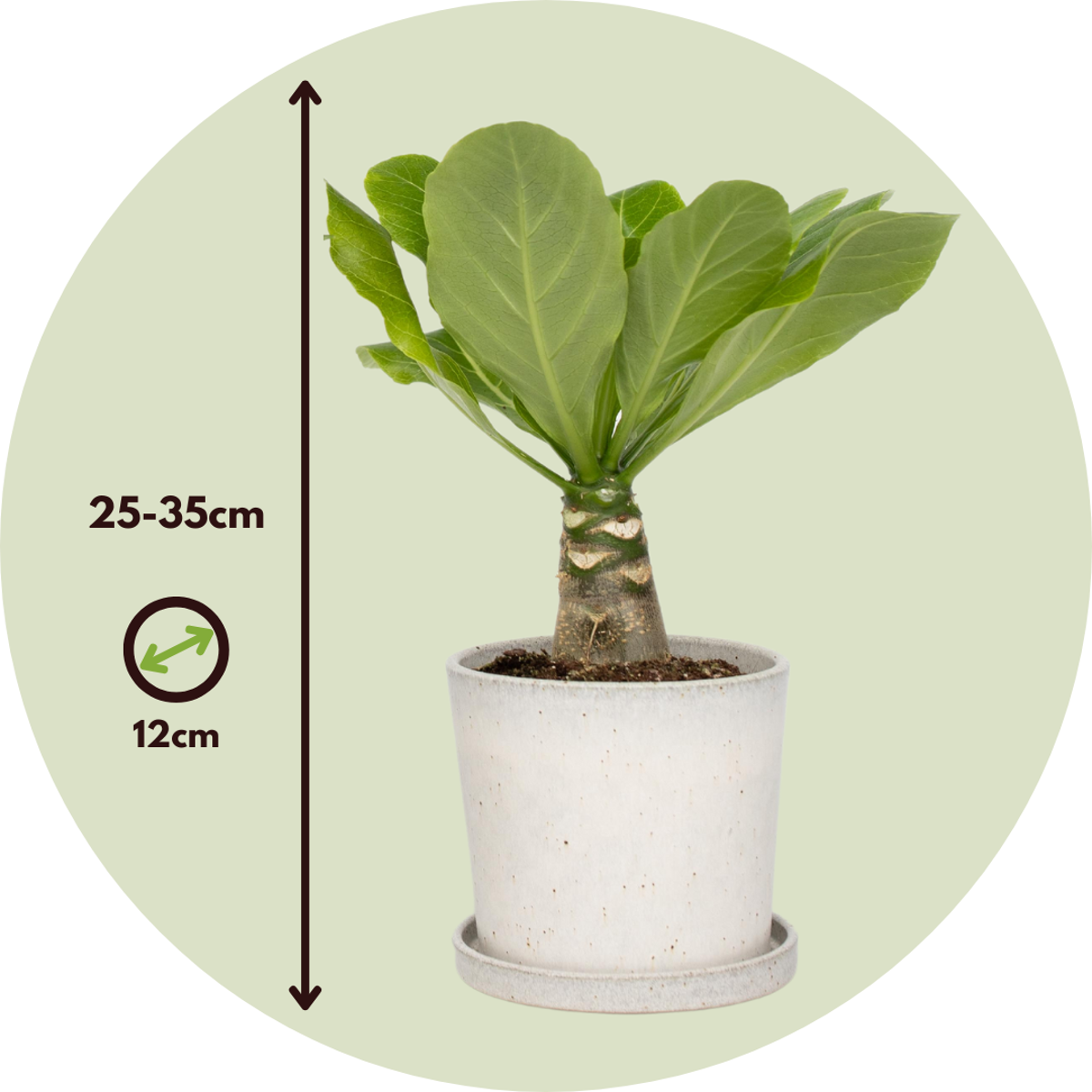 Brighamia Insignis Hawaiian Palm - Height 25-35cm