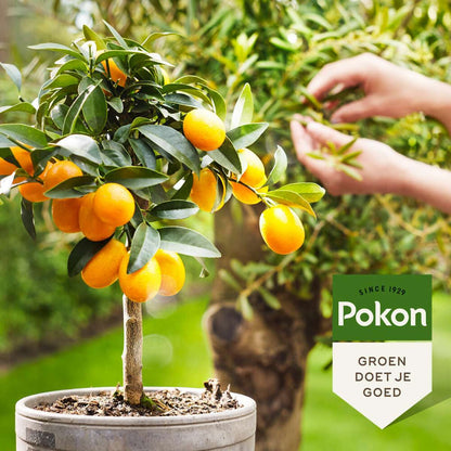 9800002_Atmosphere_01_SQ