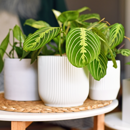 9800005_Atmosphere_01_SQ_5010cbff-acf0-40d8-b61d-5c3cab3dfd3d