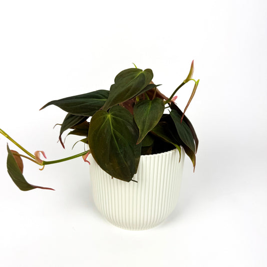 Philodendron Micans Houseplant