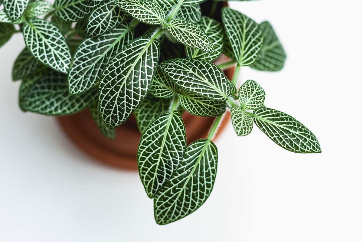 Air Purifying Plants | Small Indoor Plants