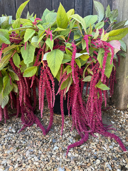 Amaranthus Red Love-Lies-Bleeding Seeds