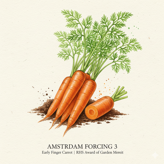 Early Harvest Carrot Seeds - Amsterdam Forcing 3 for Sweet, Tender Carrots