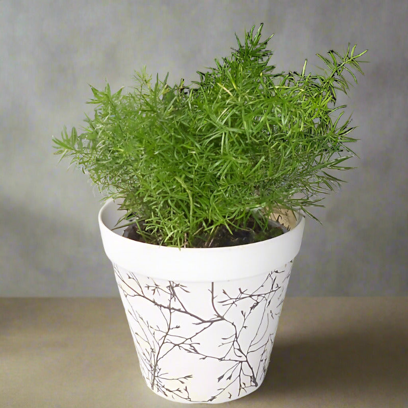 Asparage Densiflorus houseplant in a bamboo pot