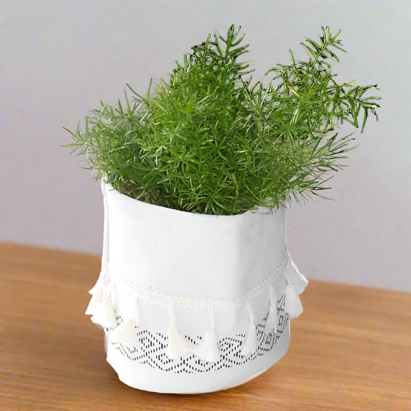 Asparagus Densiflorus houseplant in a cotton plant pot