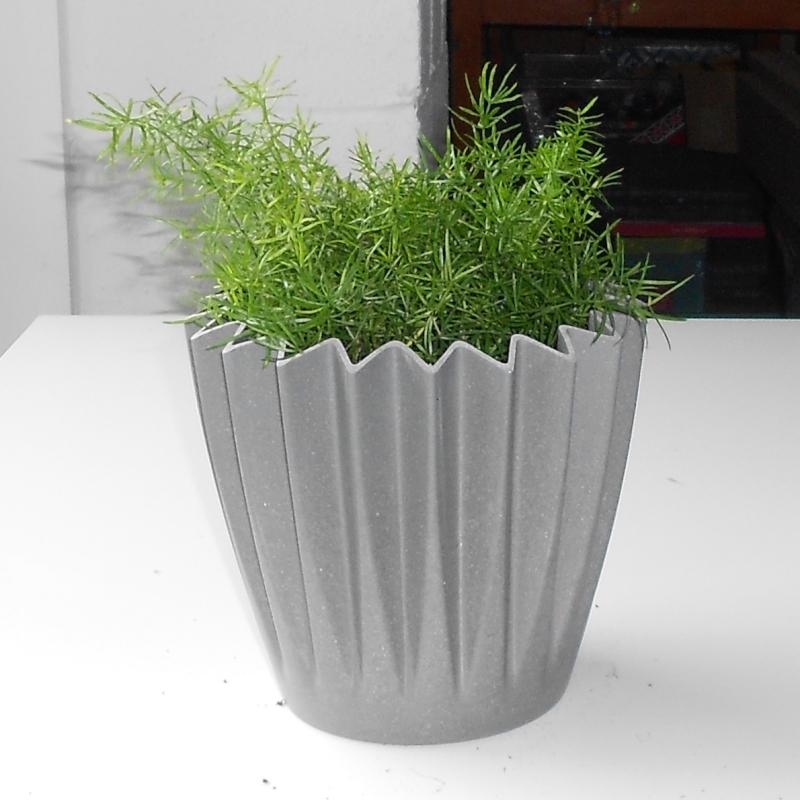 Asparagus Densiflorus fern in a grey pot