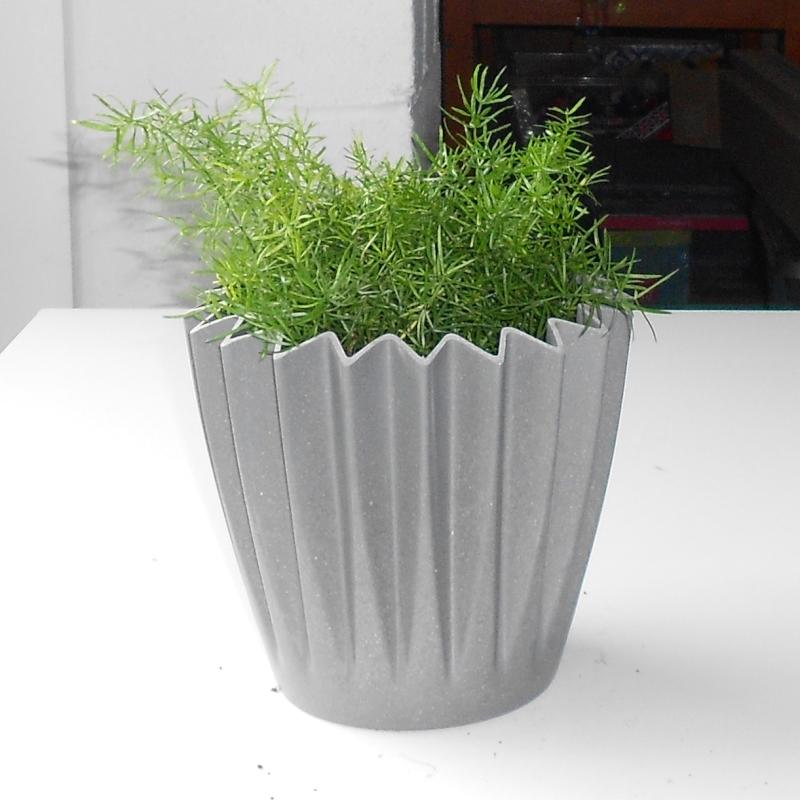 Asparagus Densiflorus in a grey pot