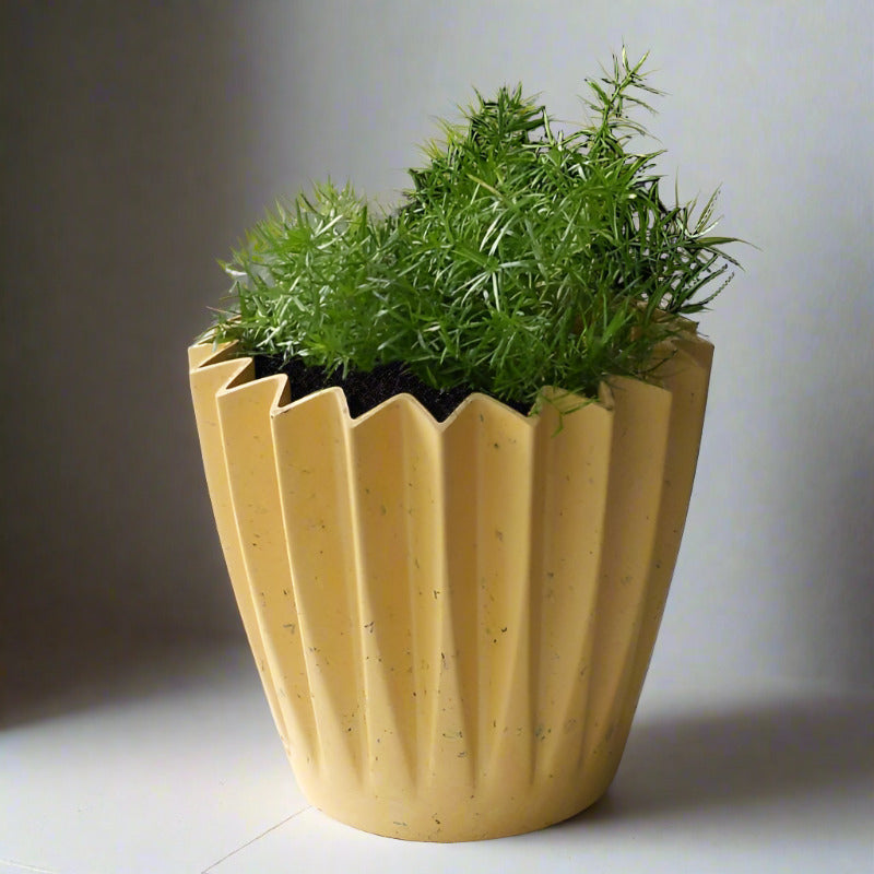 Asparagus Densiflorus fern in a yellow pot