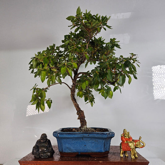 Azalea Bonsai Tree