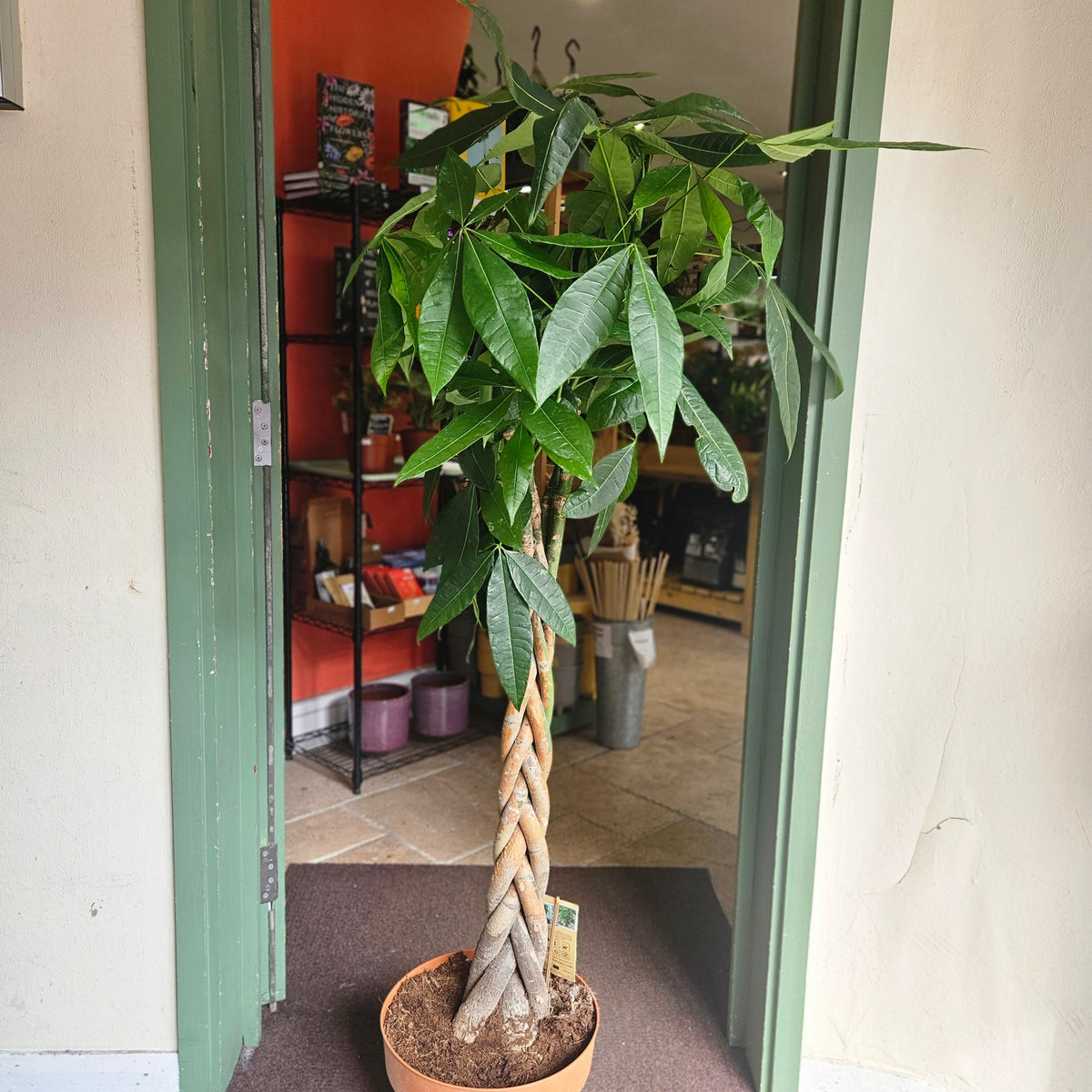 Pachira aquatica (Money Tree)