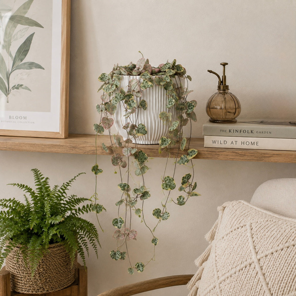 String of Hearts Variegated 12cm Houseplant