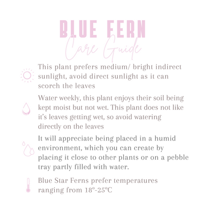 Blue Star Fern Indoor Houseplant