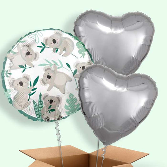 Koala Balloon in a Box - 3 Balloon | Small Indoor Plants