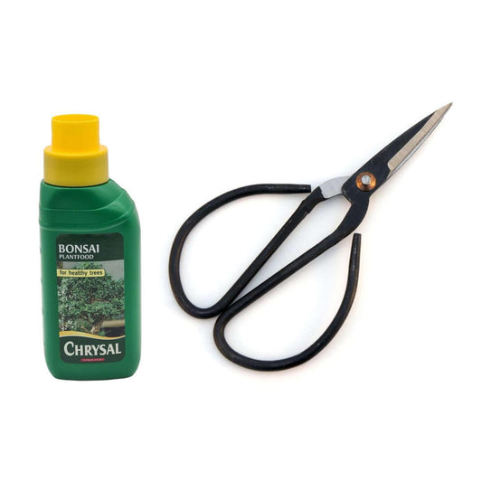 Bonsai Tree Basic Plant Care Kit