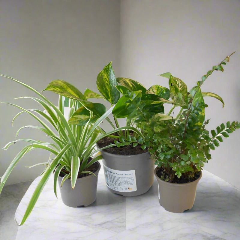 Trio of Bathroom Plants