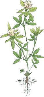 Berseem Clover Seeds for Soil Health – Egyptian Clover for Thriving Gardens & Farms