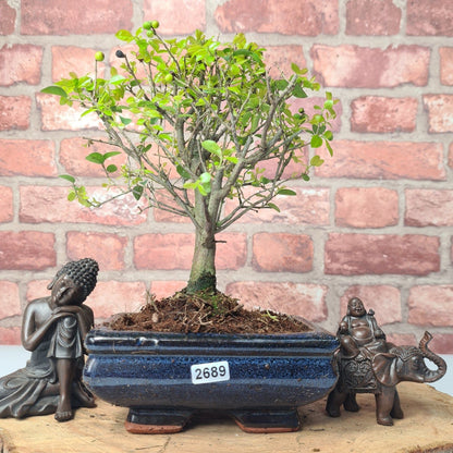 Bird Plum Bonsai Tree - Sagaretia Bonsai Plant in 15cm Pot