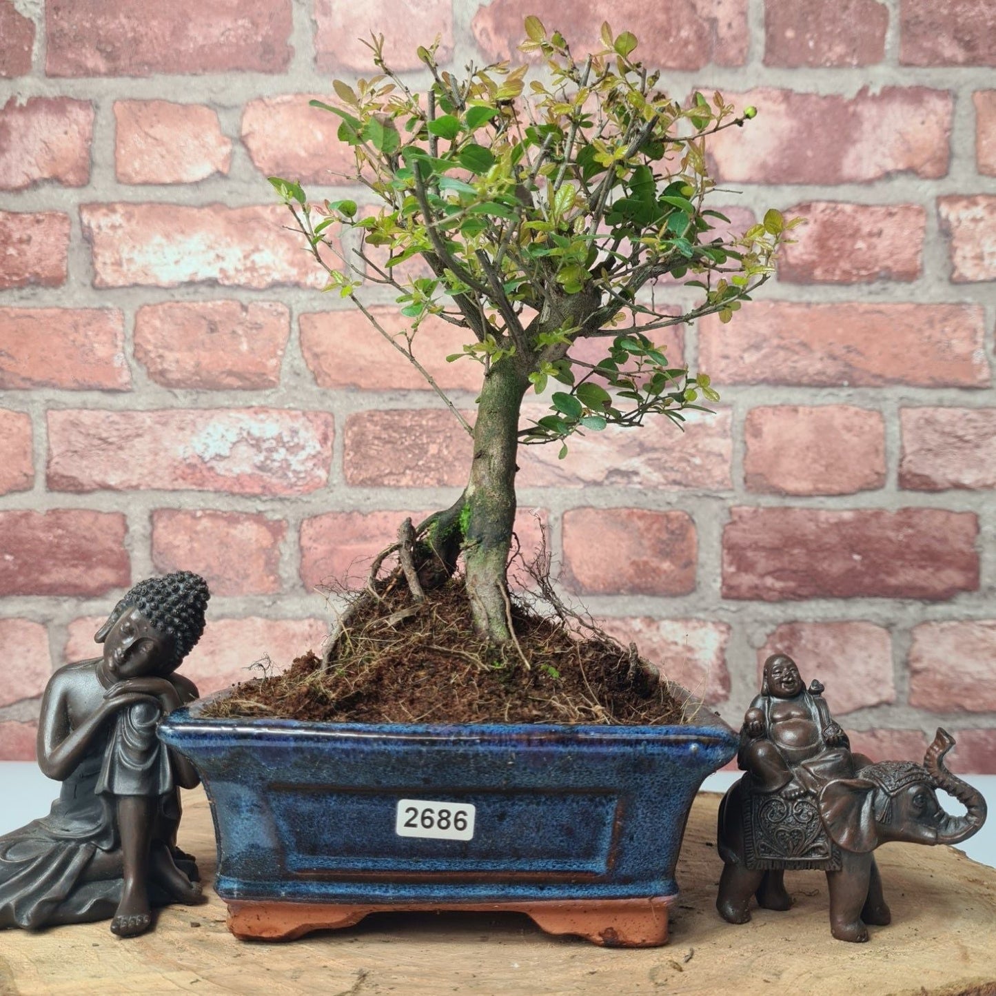 Bird Plum Bonsai Tree - Sagaretia Bonsai Plant in 15cm Pot