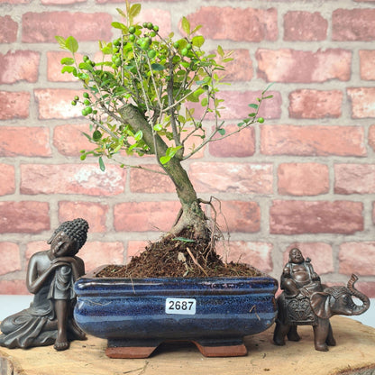 Bird Plum Bonsai Tree - Sagaretia Bonsai Plant in 15cm Pot